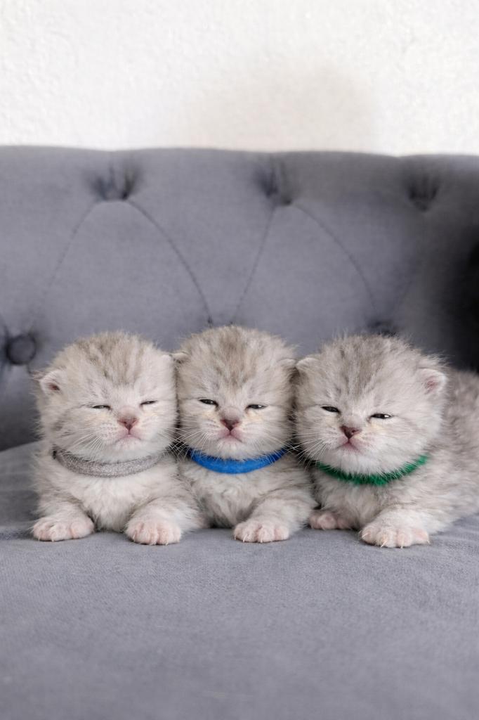 Nog drie Britse korthaar kater, Dieren en Toebehoren, Katten en Kittens | Raskatten | Korthaar, Meerdere dieren, 0 tot 2 jaar