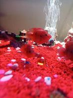 Rode Juweel Cichliden ca.18 vissen, Dieren en Toebehoren, Vis