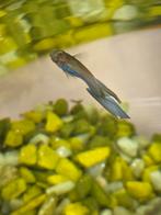 9 baby guppen bleu moscow, Dieren en Toebehoren, Vissen | Aquariumvissen, Vis