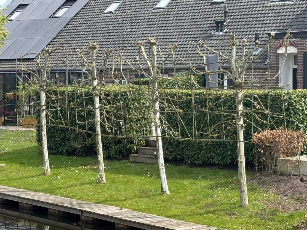 Plantaan leilinde €75 per boom, Tuin en Terras, Ophalen, Volle zon, Overige soorten
