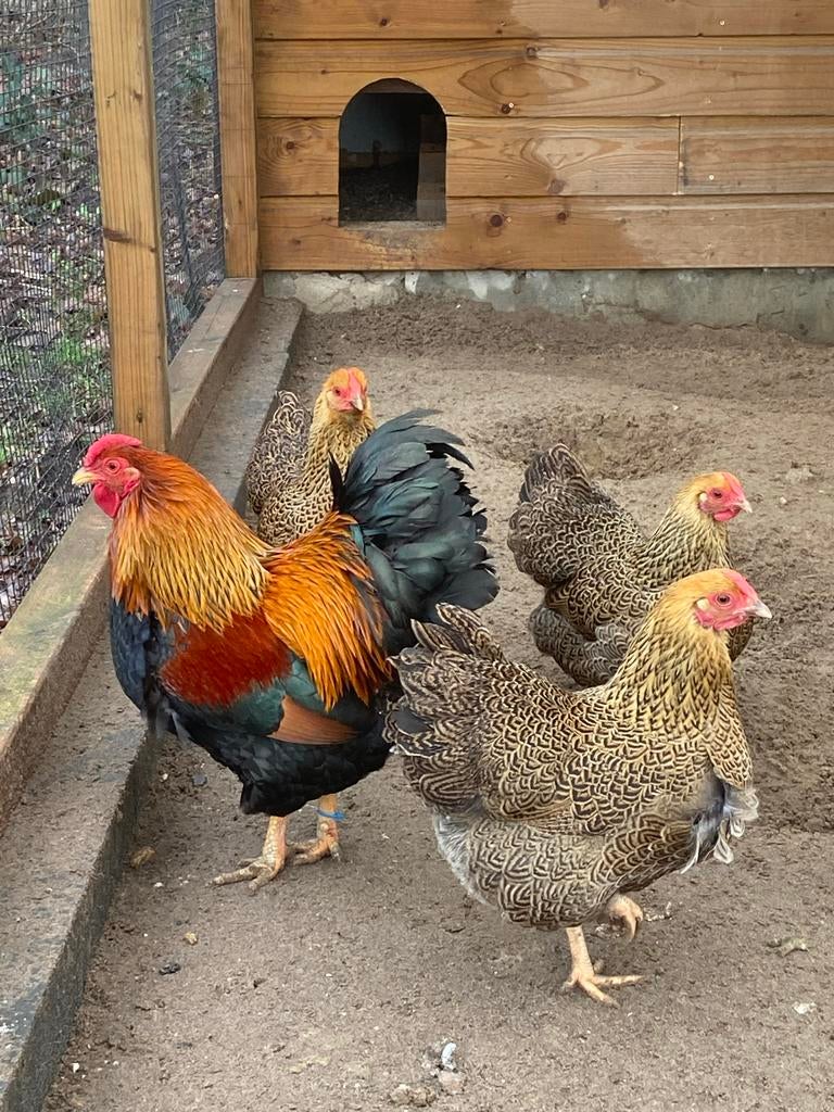 Broedeieren Meerzomig patrijs Wyandotte kriel, Dieren en Toebehoren, Pluimvee, Geslacht onbekend, Kip