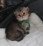 Britshe kort en langhaar kittens, Ontwormd