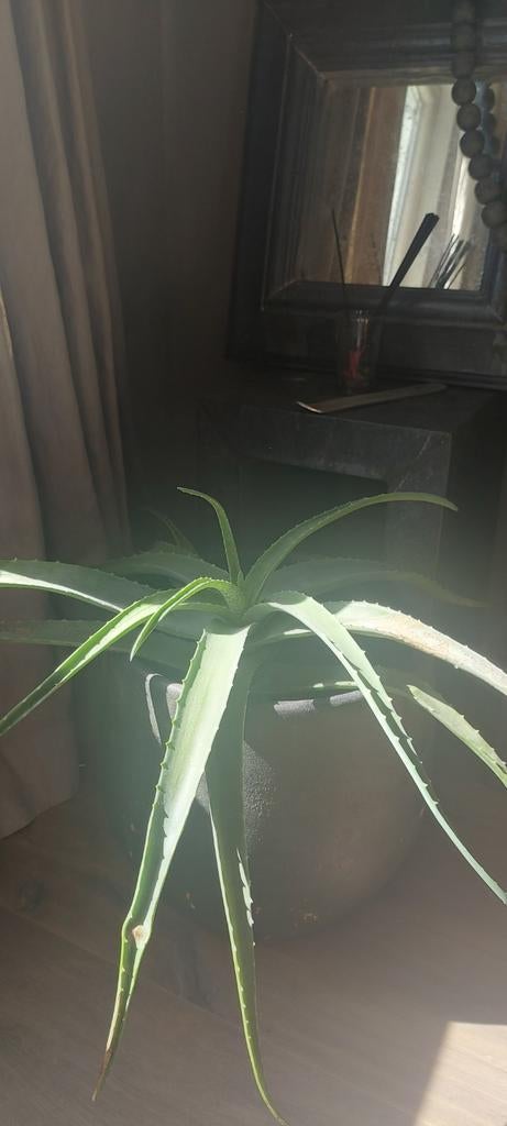Grote Agave in Zwarte Stenen Pot, Tuin en Terras, Planten | Tuinplanten, Volle zon, Vaste plant, Bloeit niet, Ophalen