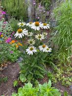 Plantjes zonnehoed wit (Echinacea purpurea ‘Alba’), Volle zon, Vaste plant, Zomer, Ophalen