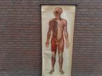 Vintage atanomisch schoolplaat menselijk lichaam., Ophalen of Verzenden, Natuur en Biologie