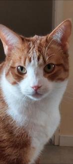 Kat vermist in Oss, omgeving 't Woud, Dieren en Toebehoren, Vermiste en Gevonden Dieren, Kat