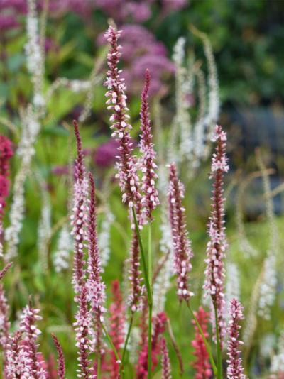 Persicaria amplexicaulis ‘Rosea’ - Lichtroze Duizendknoop, Tuin en Terras, Planten | Tuinplanten, Overige soorten, Volle zon, Vaste plant