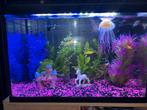 Aquarium met vissen, Dieren en Toebehoren, Vissen | Aquaria en Toebehoren, Ophalen of Verzenden, Zo goed als nieuw, Gevuld zoetwateraquarium