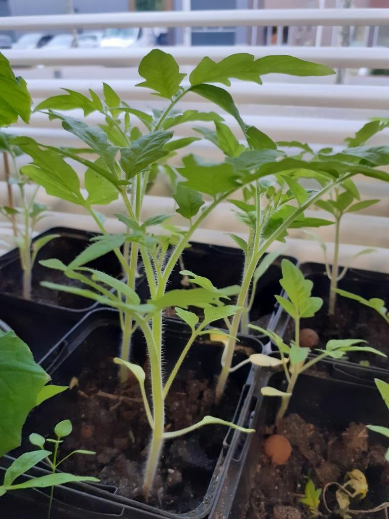 Cocktail trostomaten, Ophalen, Overige soorten, Volle zon