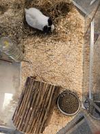 Mus porcellus Cavia, Januari, Meerdere dieren, Cavia