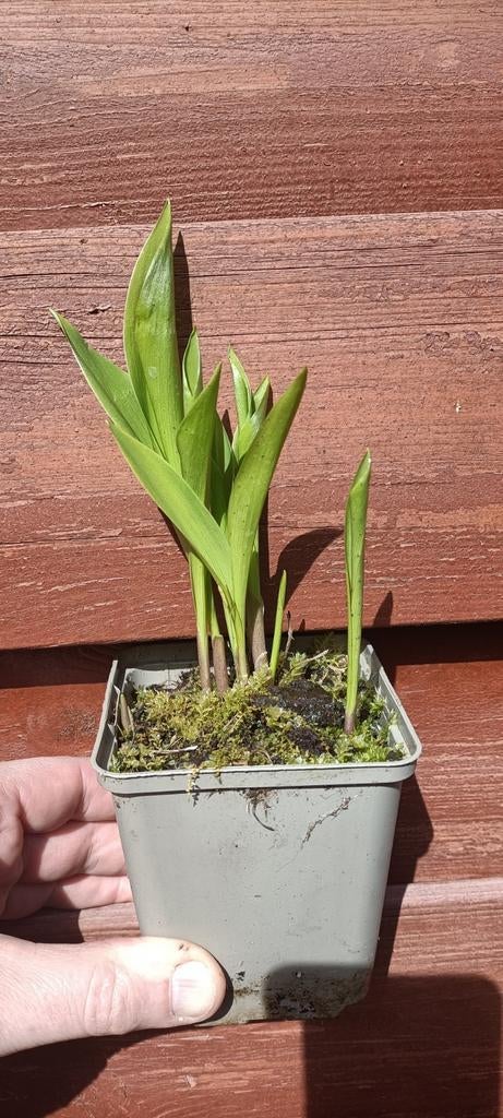 Lelie-der-dalen (vaste plant), Ophalen, Halfschaduw