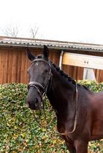 Prachtige, werkwillige ruin, Ruin, Dressuurpaard, 3 tot 6 jaar