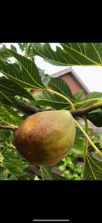 Lekkere vijgen boom, Ophalen, Minder dan 100 cm, Vijgenboom