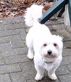 Maltezer dekreutje. Rasecht. Ter dekking aangeboden., Parvo, Maltezer, Reu, Eén hond