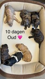 Twee laatste maltipoo reutjes ✨🩵🧸, Dieren en Toebehoren, Poedel, Parvo, 8 tot 15 weken, Meerdere