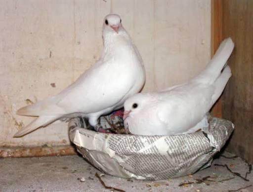 Koppel Csepelers, Dieren en Toebehoren, Meerdere dieren, Overige soorten