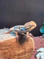 Dwerg baardagaam ( Pogona henrylawsoni), Dieren en Toebehoren, Hagedis, Tam, 0 tot 2 jaar