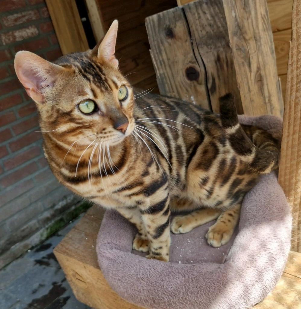 Bengaal dekkater (ervaren) brown tabby🐆, 0 tot 2 jaar