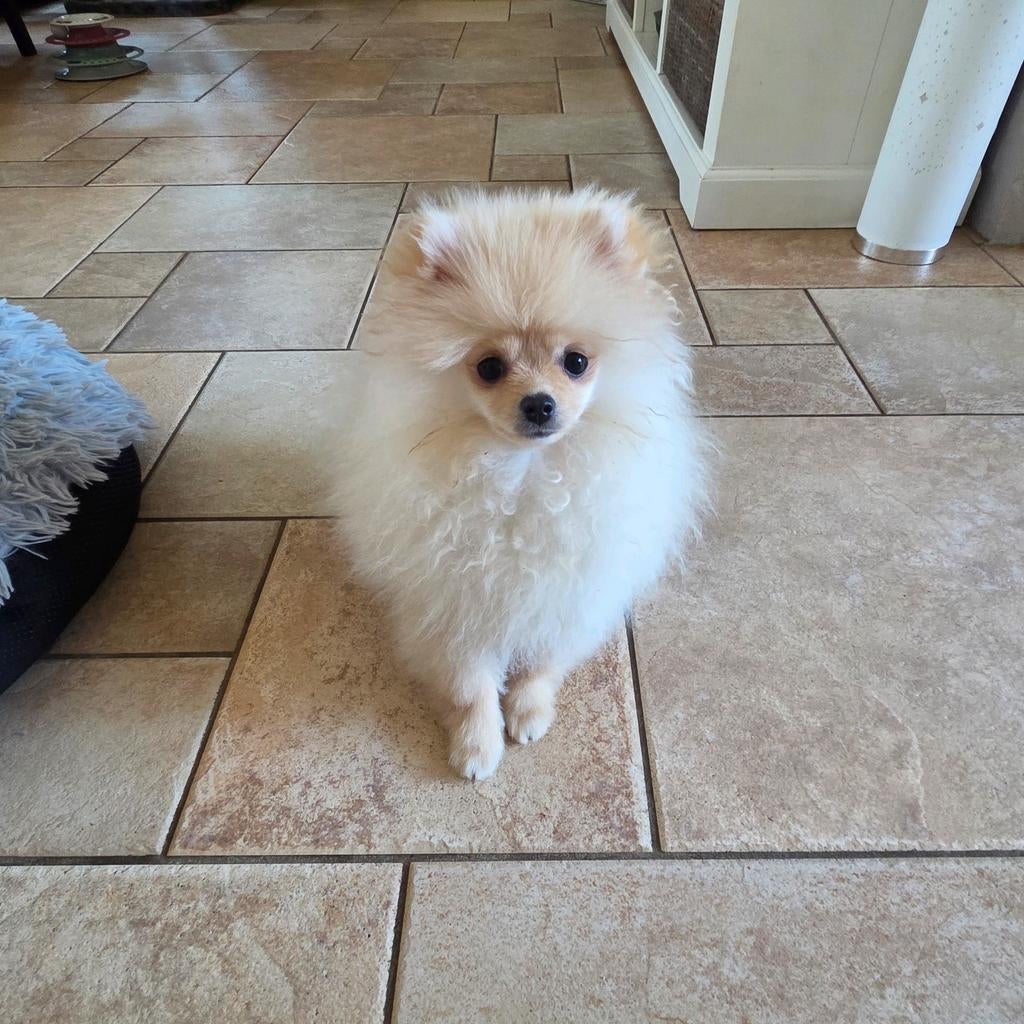 Pomeriaan pup Pomeranian/dwergkees, Dieren en Toebehoren, Honden | Poolhonden, Keeshonden en Oertypen, Particulier, Keeshond, 15 weken tot 1 jaar