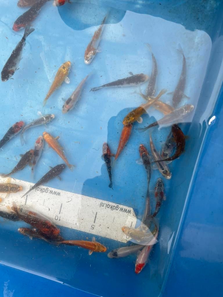 Kleine Koikarpertjes ongeveer 7 cm, Karper of Koi