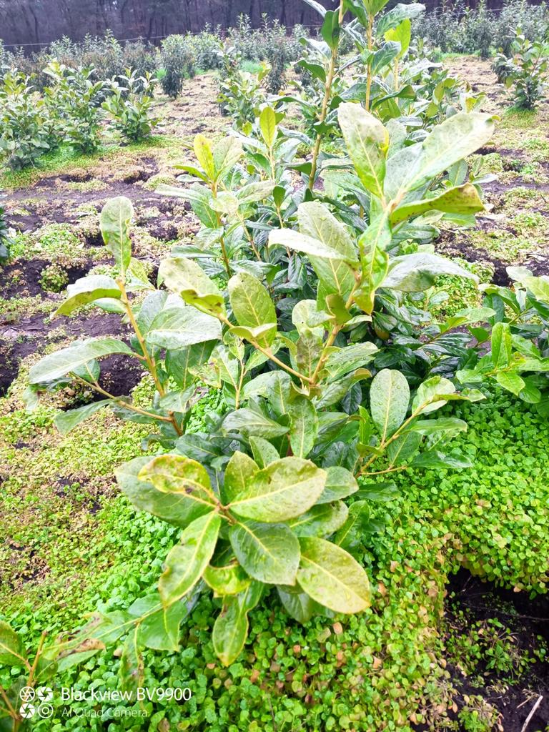 Laurier snel groeiende Prunus Rotundifolia  60-80 - 80-100cm, Ophalen of Verzenden, Laurier, Struik, Minder dan 100 cm