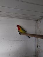 Te koop Rosella wildkleur, Vrouwelijk, Parkiet
