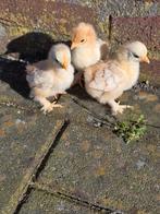 Cochin kriel kuikentjes, Rood Wit gepareld., Dieren en Toebehoren, Geslacht onbekend, Kip