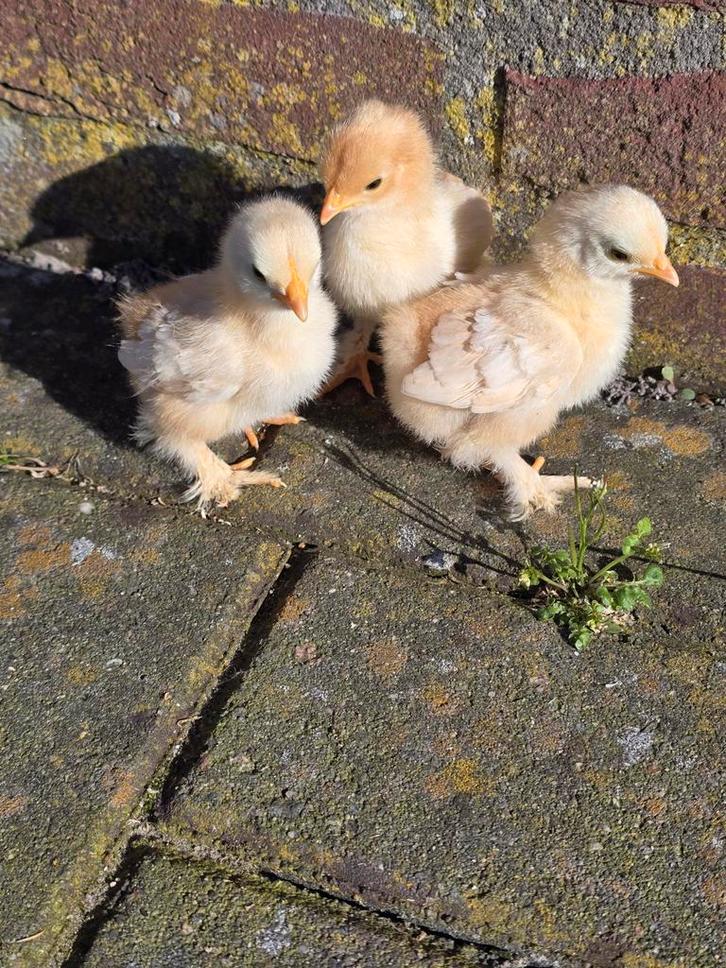 Cochin kriel kuikentjes, Rood Wit gepareld., Dieren en Toebehoren, Pluimvee, Kip, Geslacht onbekend