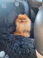 Pomeriaan dekreu dwerg kees, Dieren en Toebehoren, Reu, Eén hond, 3 tot 5 jaar, Nederland
