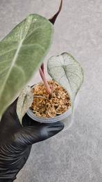 Alocasia Pink Dragon Stardust Variegata, Ophalen of Verzenden, Halfschaduw, Minder dan 100 cm