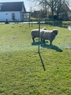Leuke hamspire down ooien, Dieren en Toebehoren, Vrouwelijk, Schaap