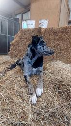 Kruising Duitse herder, Teef, Eén hond, 3 tot 5 jaar, Herder