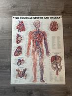 Anatomie Poster - Het Vasculaire Systeem en Viscera, Ophalen, Natuur en Biologie