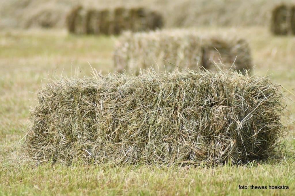 Kleine pakjes hooi, Ophalen of Verzenden, Vee
