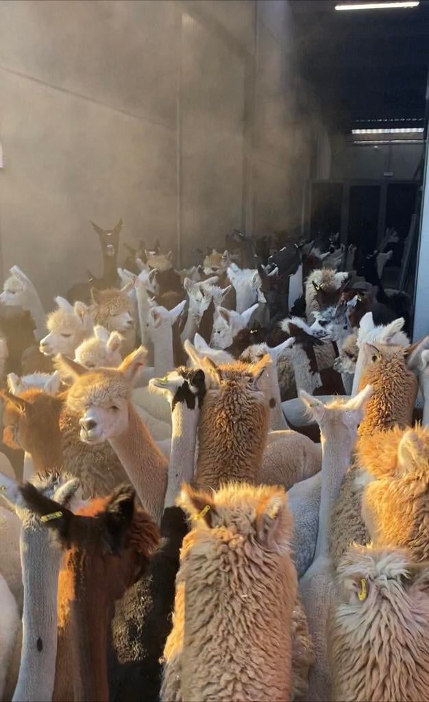 Gevraagd alpaca s van 2025, Januari, Meerdere dieren