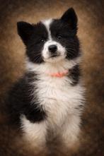 Pups  kruising  samojeed  x husky laatste 2  teefjes, Dieren en Toebehoren, 8 tot 15 weken, Teef, Poolhond, Eén hond