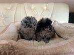 Pommeriaan dwergkeeshond, Dieren en Toebehoren, België, Particulier, Keeshond, 8 tot 15 weken