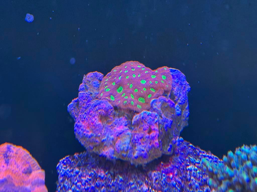 Koraalstekken te koop, Overige typen, Zoutwatervis