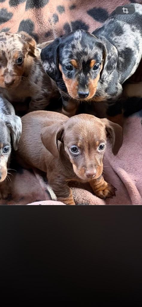 Op zoek naar een toekomstig nestje dwergteckel, Dieren en Toebehoren, Honden-accessoires, Ophalen