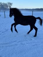 Springpaard, Springpaard, Met stamboom, 0 tot 2 jaar, Hengst