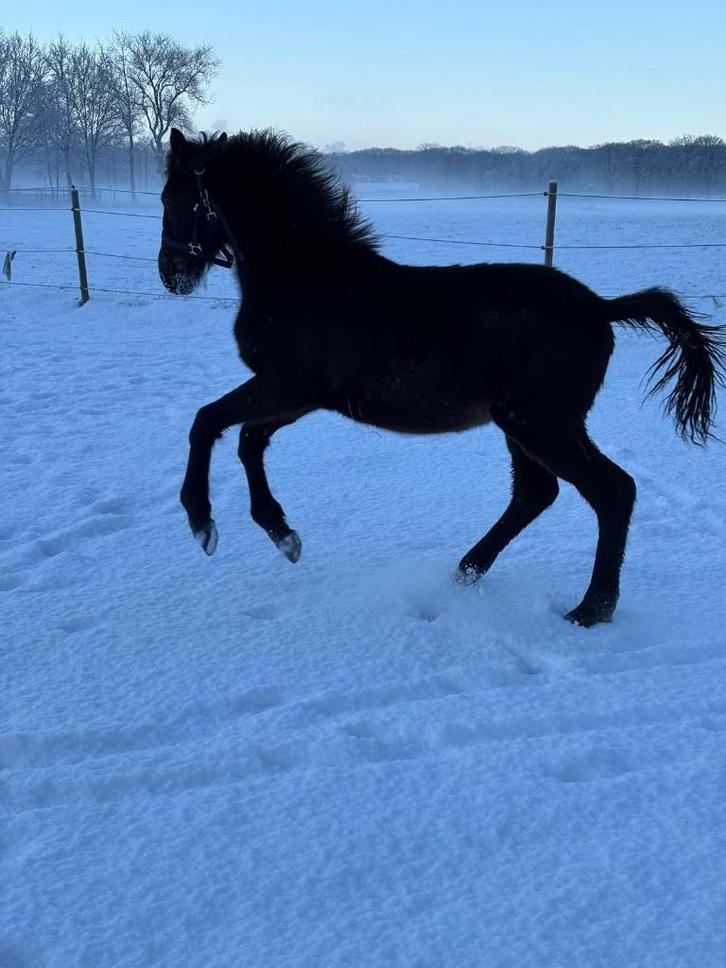 Springpaard, Dieren en Toebehoren, Paarden, Hengst, Onbeleerd, 0 tot 2 jaar, Springpaard, Met stamboom, Gechipt, Ontwormd, Ingeënt