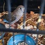 Bourke pop van dit jaar wildkleur, Dieren en Toebehoren, Vogels | Parkieten en Papegaaien, Meerdere dieren, Parkiet, Geringd