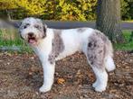 Dekreu poedel voor labradoodle/goldendoodle /bernedoodle, Dieren en Toebehoren, Reu, Eén hond, 3 tot 5 jaar, Nederland
