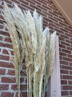 Gedroogde Pampas Rietpluimen - 18 stuks, Huis en Inrichting, Ophalen, Nieuw