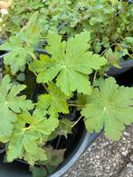 Geranium Macrorrhioun ooievaars bek, Ophalen, Bodembedekkers, Vaste plant, Halfschaduw