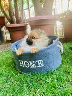 MINI POMERANIAN PUPS POMERIAAN Mini Bearface, Dieren en Toebehoren, Honden | Poolhonden, Keeshonden en Oertypen, 15 weken tot 1 jaar
