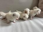 Ragdoll-nestje, Dieren en Toebehoren, Katten en Kittens | Overige Katten, Meerdere dieren