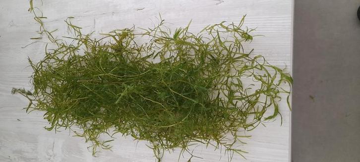 Guppiekruid grote bos  1 euro, Dieren en Toebehoren, Vissen | Aquariumvissen, Vis