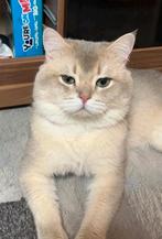 Simba Britse korthaar dekkater (niet te koop), Dieren en Toebehoren, Katten en Kittens | Dekkaters