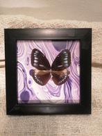 Vlinder vleugels in frame, Ophalen of Verzenden, Zo goed als nieuw, Insect, Opgezet dier